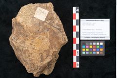 Foto (Objekt + Etikett) von Fagus ninnisiana Unger (NHMW-GEO-2024-0188-10205)